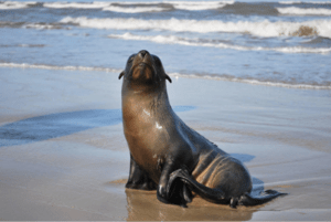 Sea Lion